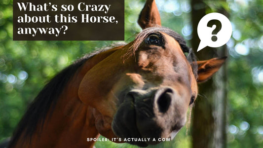funny faced horse, the star of the article about Crazy Horse Leather (it's a cow, actually)