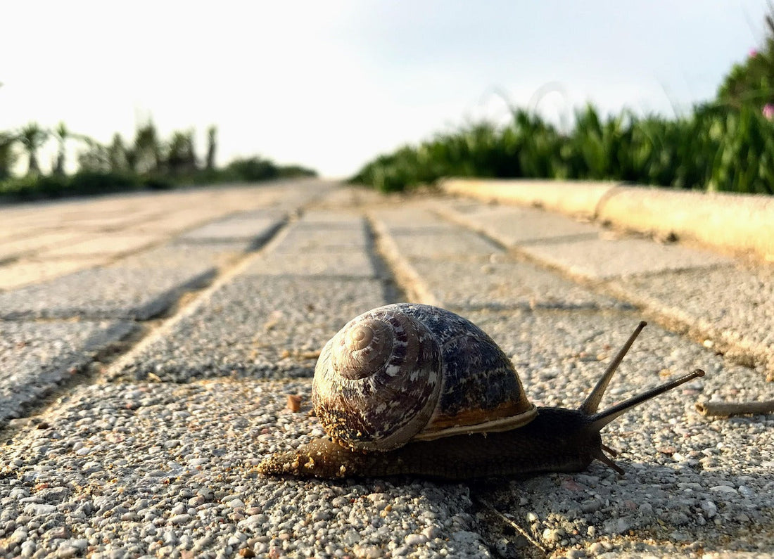 close up photo of a snail crossing a road